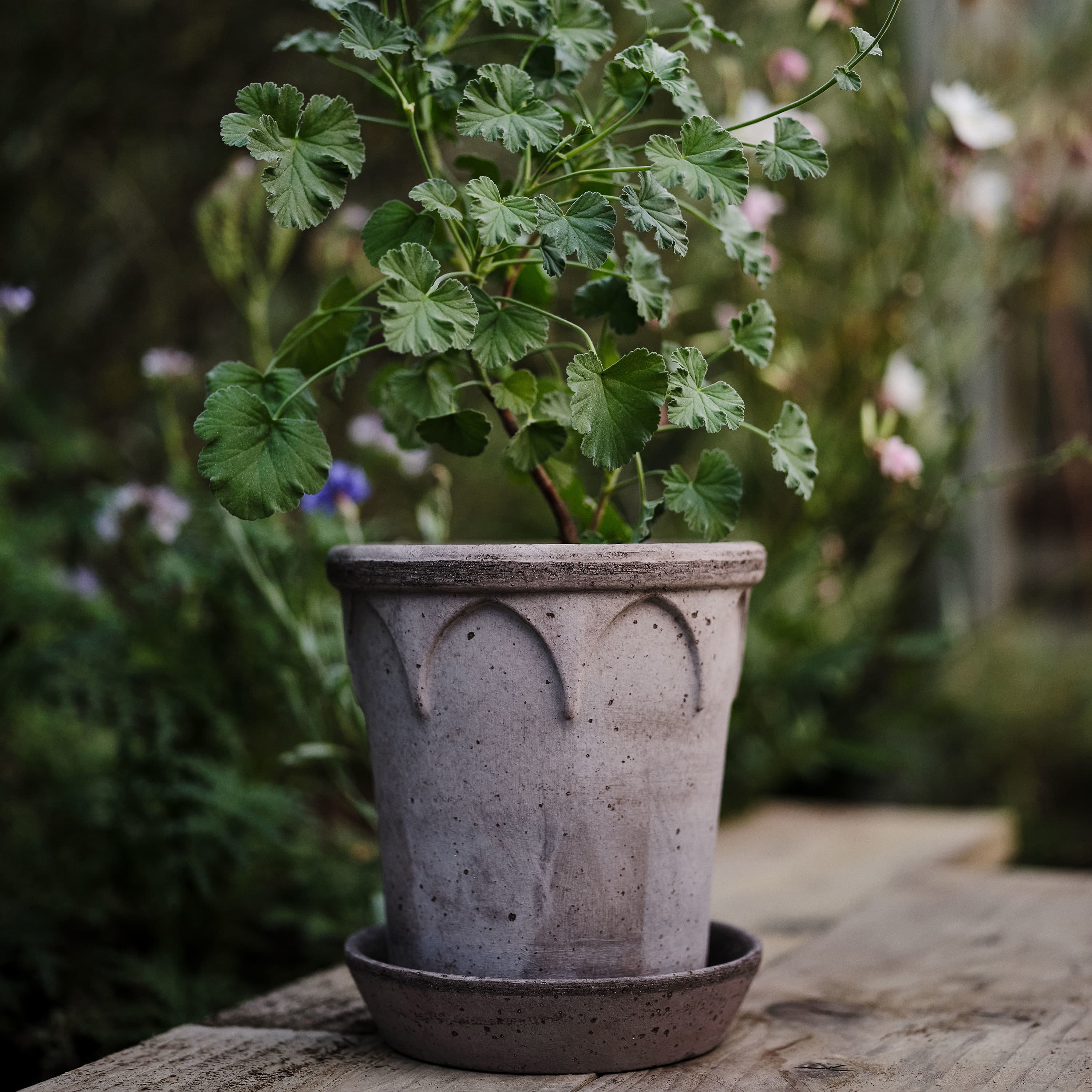 Elizabeth‑ruukku aluslautasella Raw Grey Terrakotta Ø25