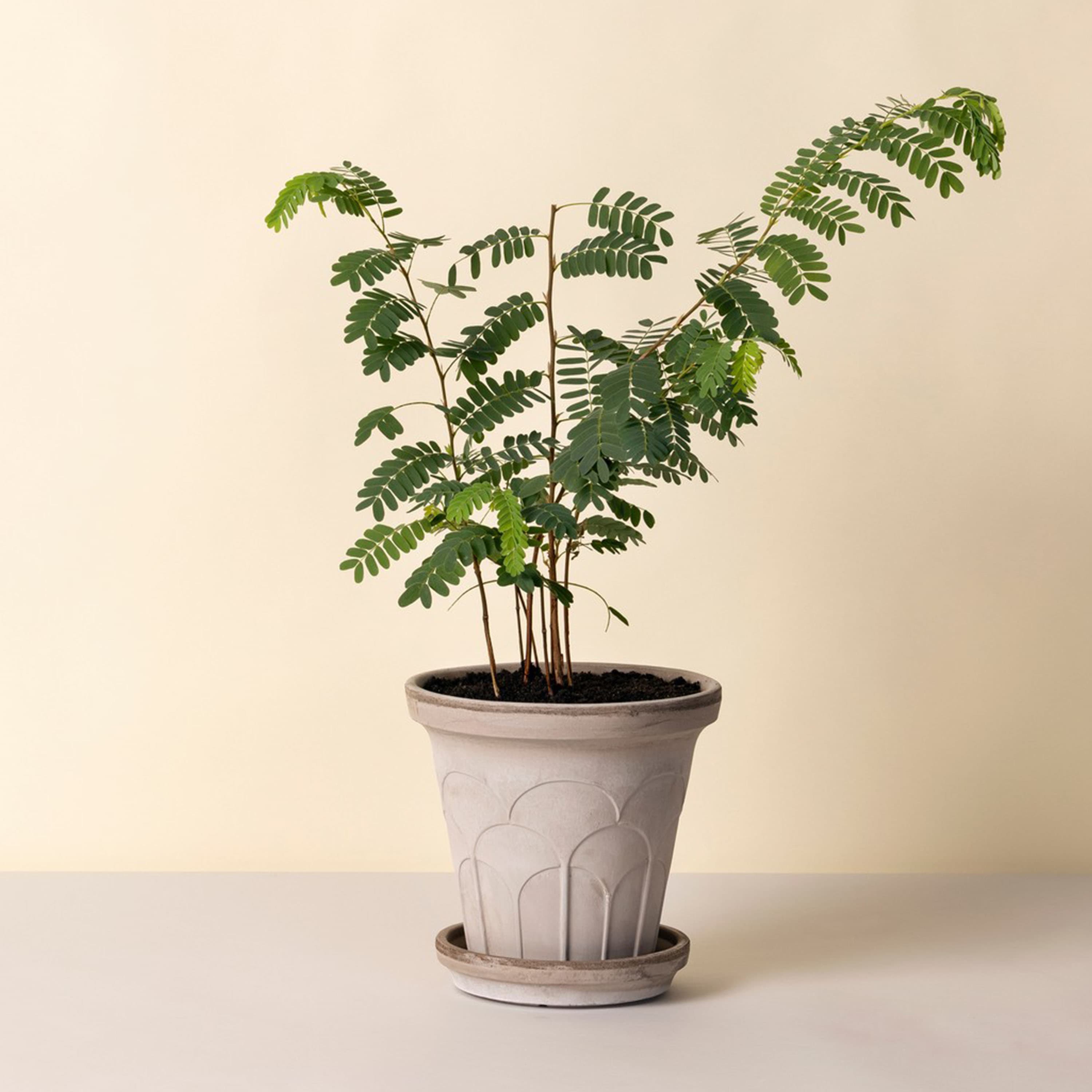 Fleur Ruukku aluslautasella Raw Grey Ø21