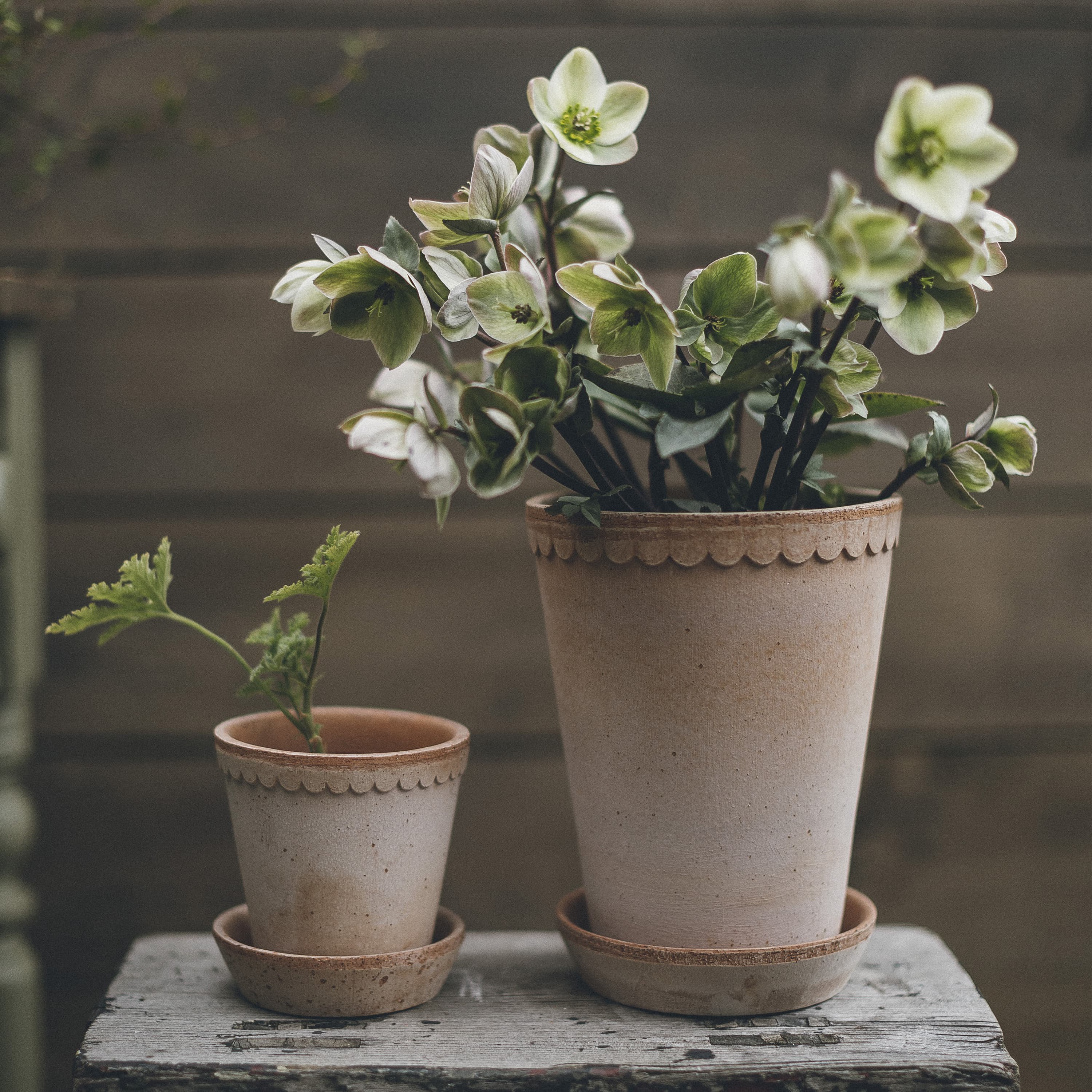 Copenhagen Tall -ruukku lautasella Raw Pink Terracotta Ø14
