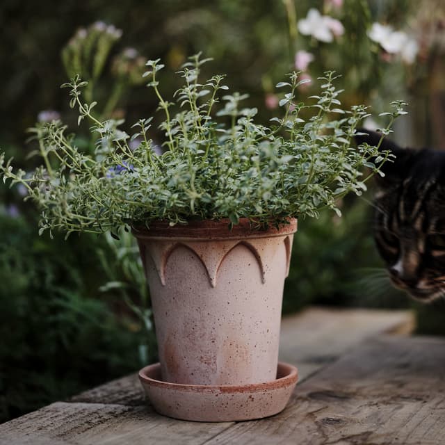 Elizabeth‑ruukku aluslautasella Raw Rosa Terrakotta Ø18