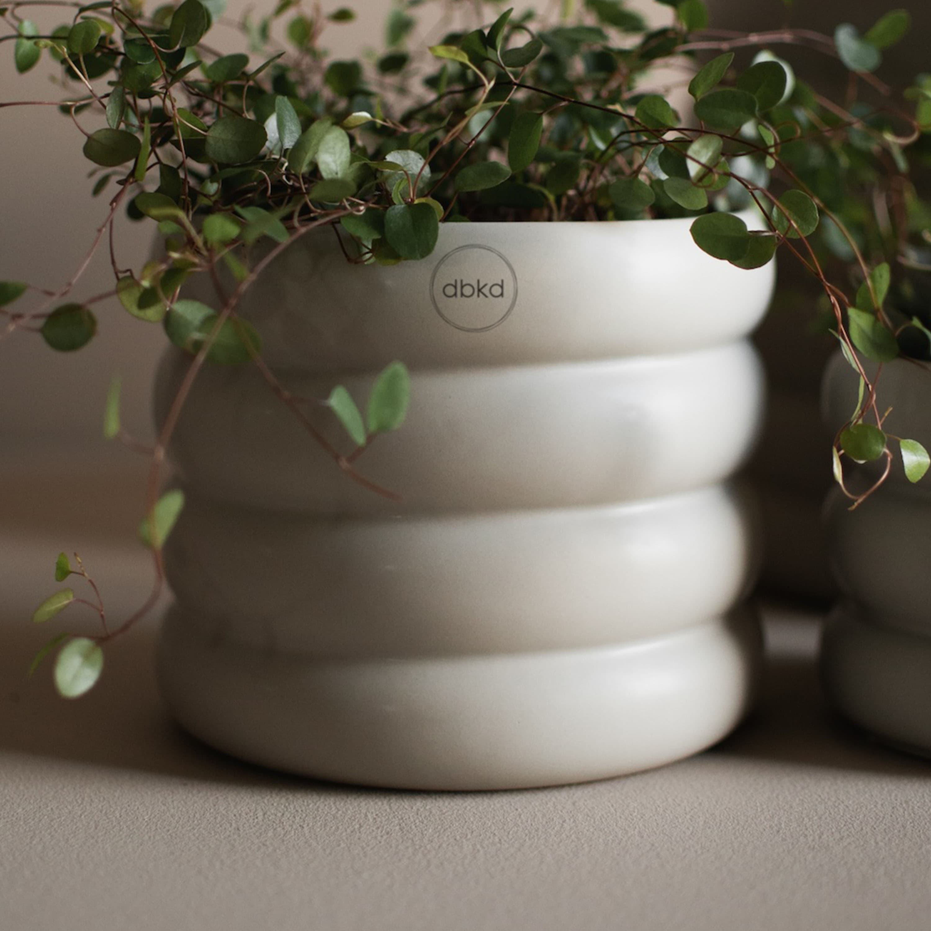 Mud Pot Mole Medium