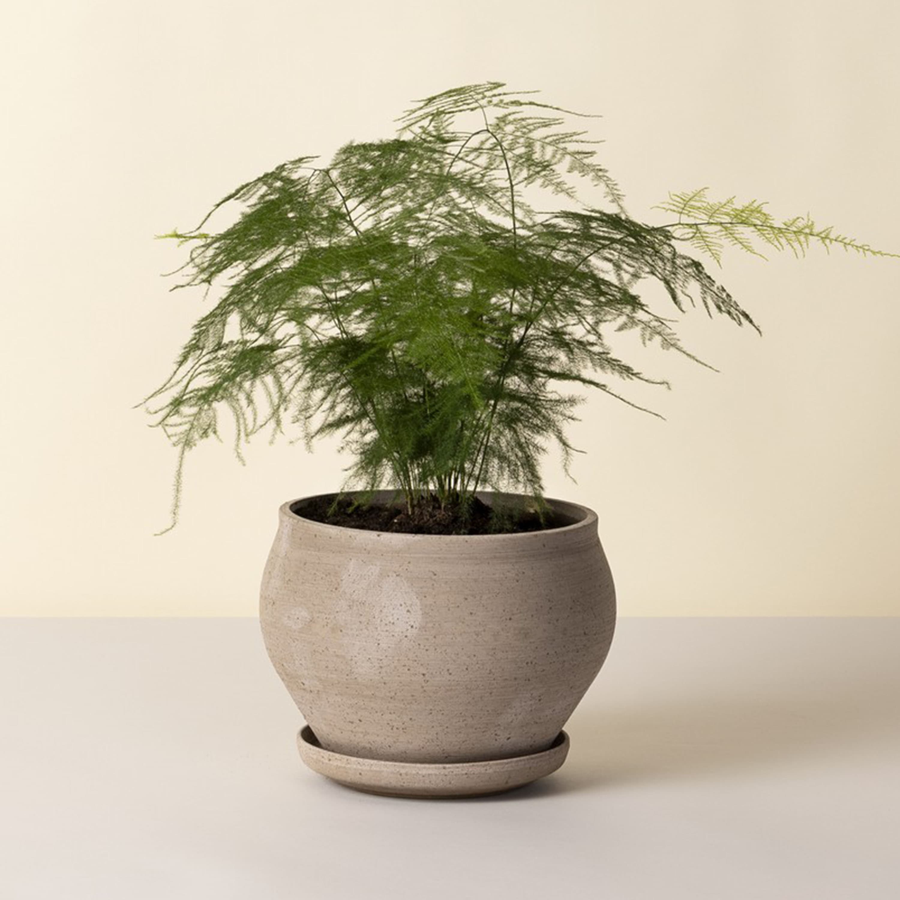 Delphi Ruukku aluslautasella Raw Grey Low Ø24