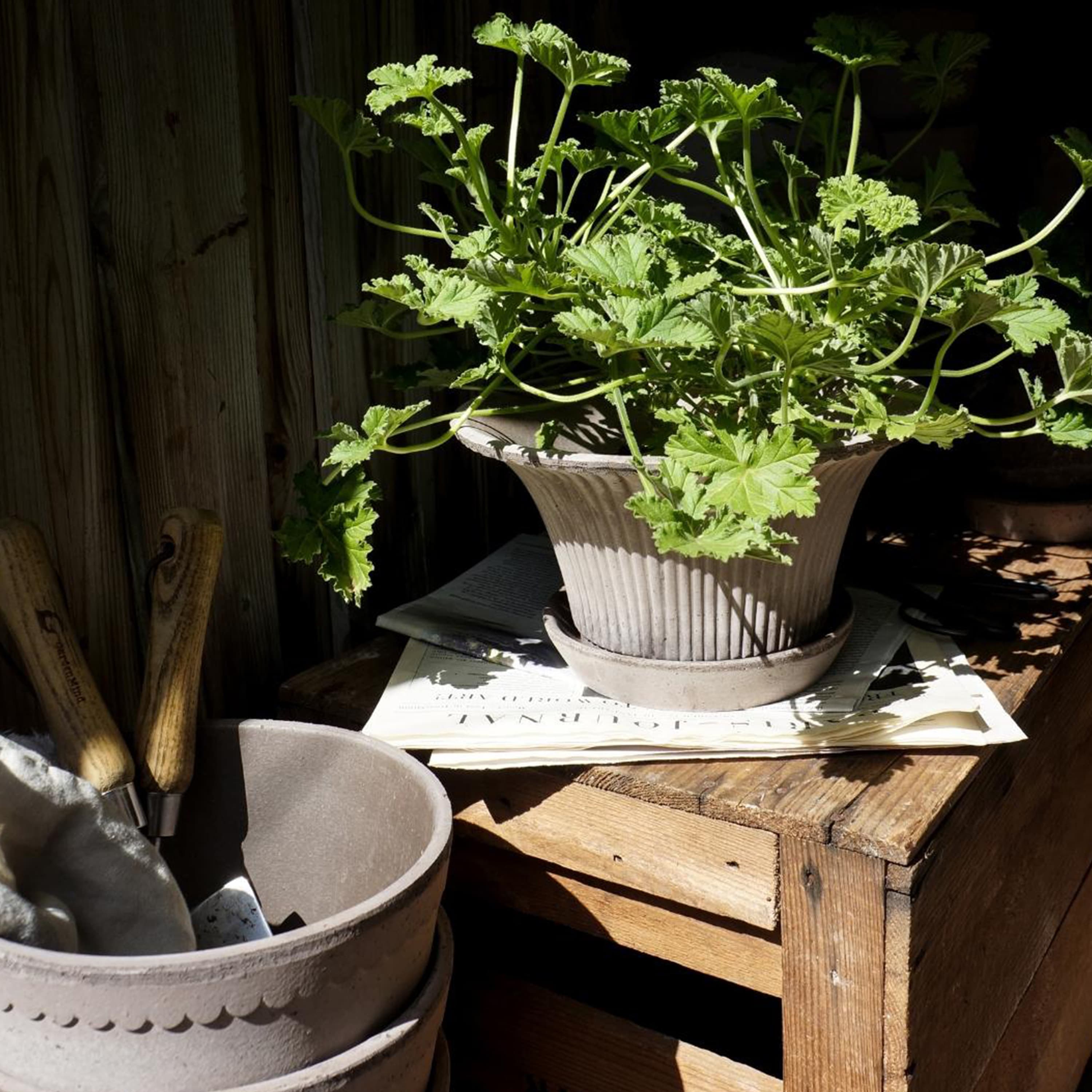 Daisy‑ruukku aluslautasella Raw Grey Terrakotta Ø25