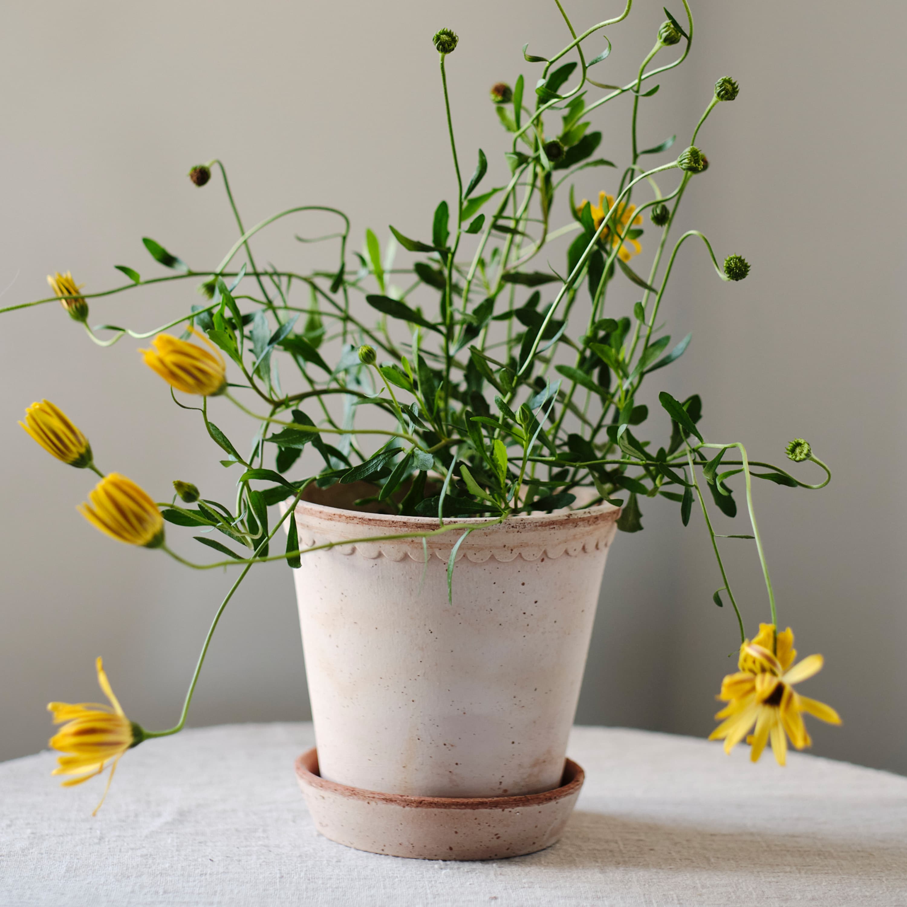 Helena‑ruukku aluslautasella Raw Rosa Terrakotta Ø30