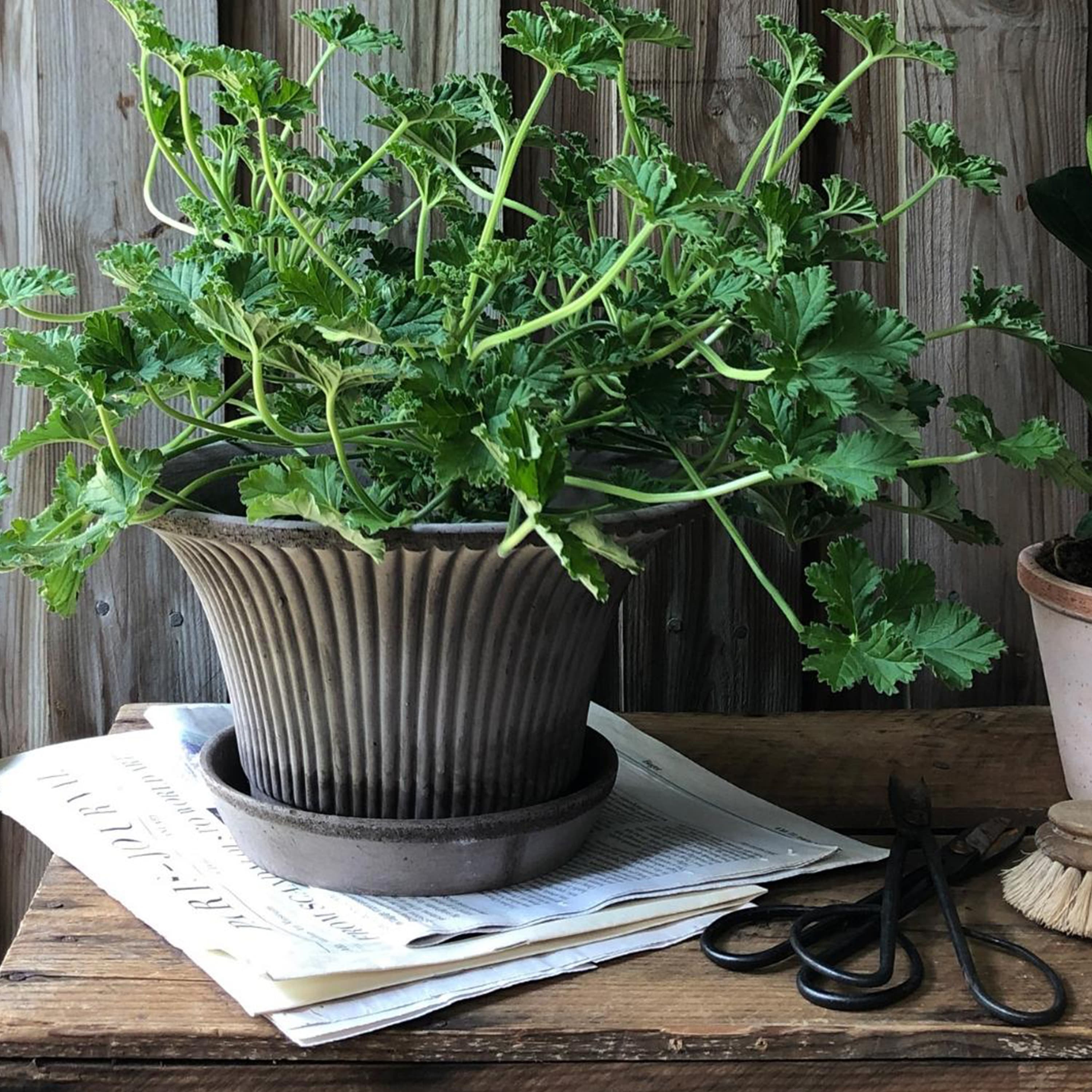 Daisy‑ruukku aluslautasella Raw Grey Terrakotta Ø30