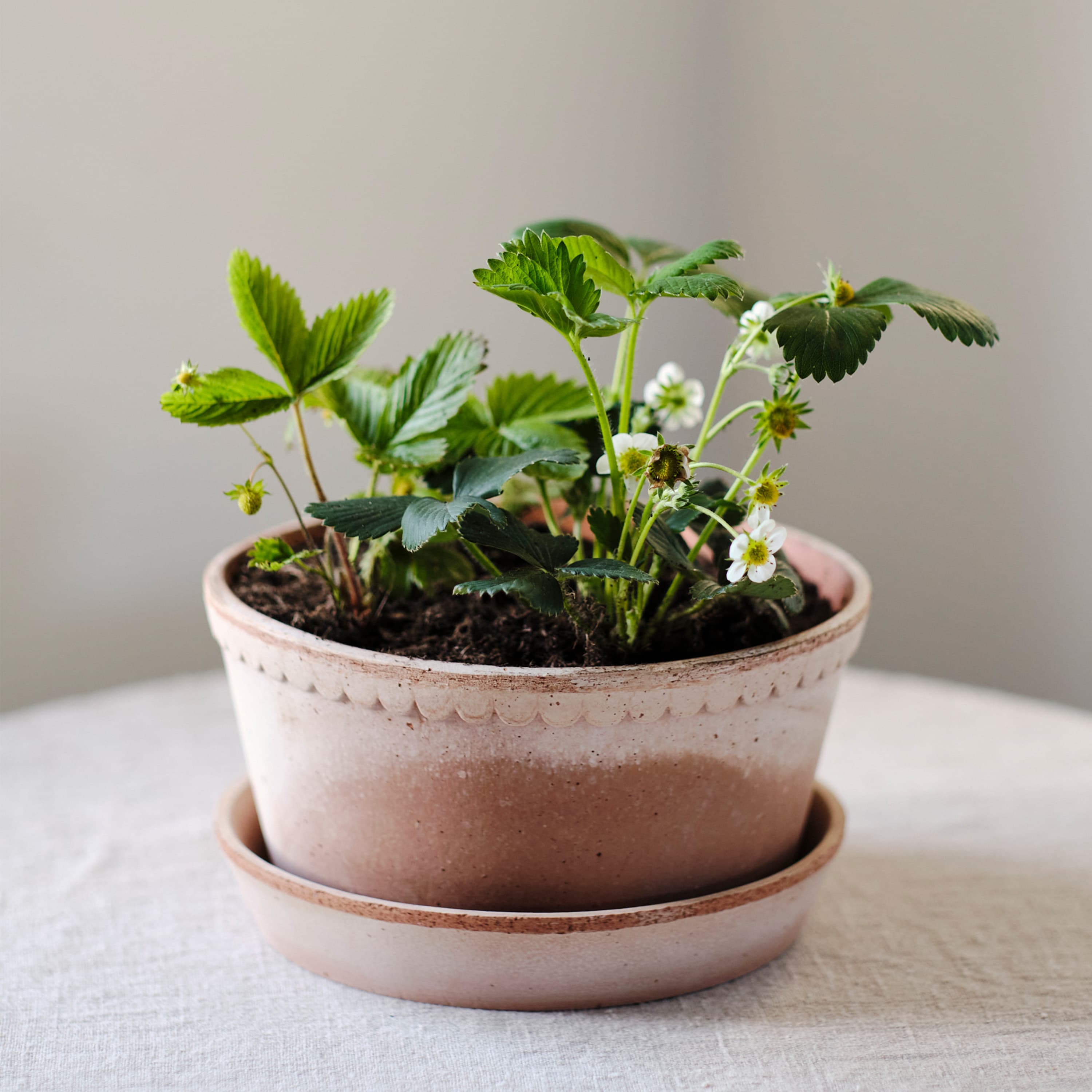 Helena Low‑ruukku aluslautasella Raw Rosa Terrakotta Ø21