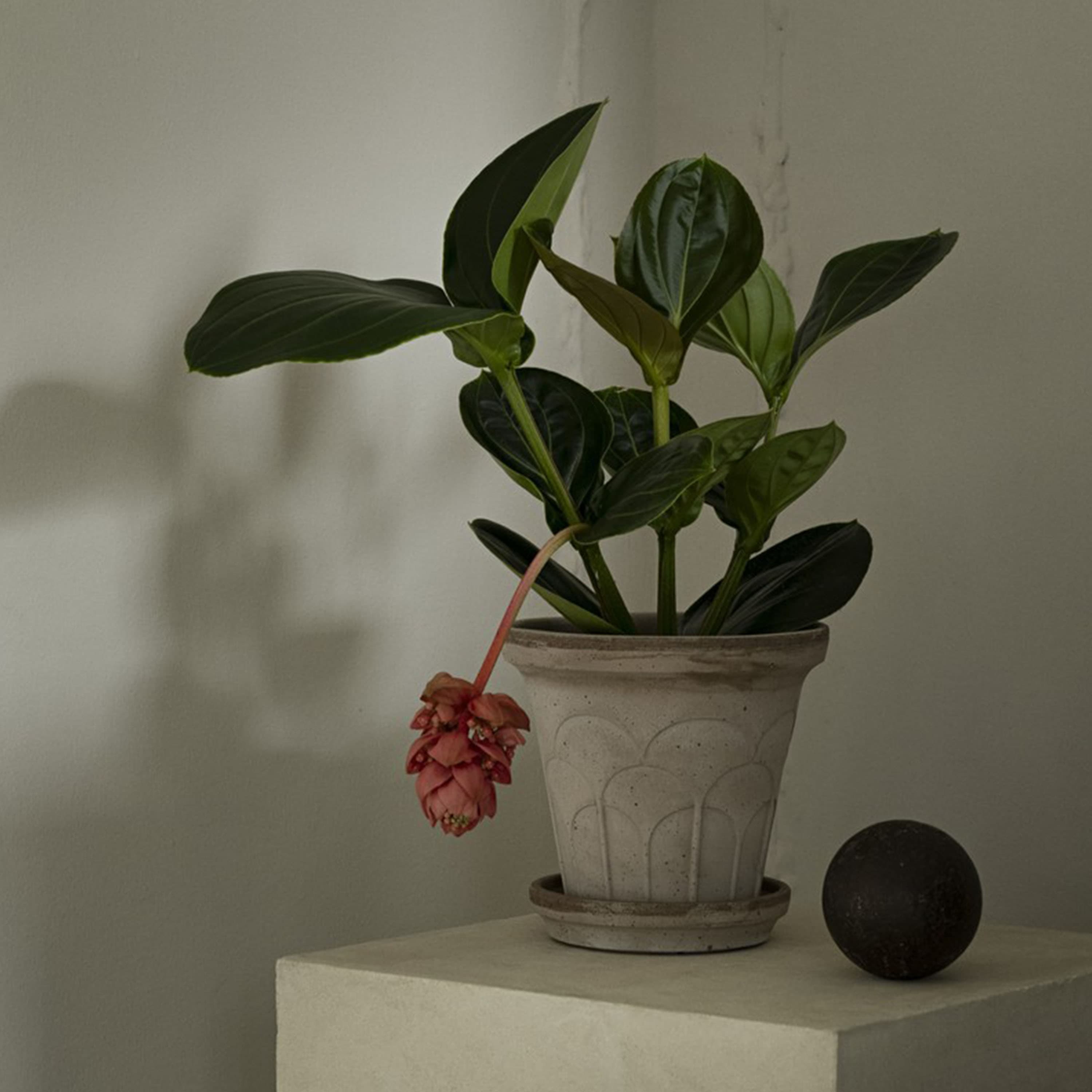 Fleur Ruukku aluslautasella Raw Grey Ø18