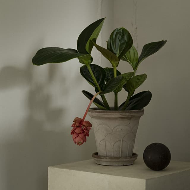 Fleur Ruukku aluslautasella Raw Grey Ø18