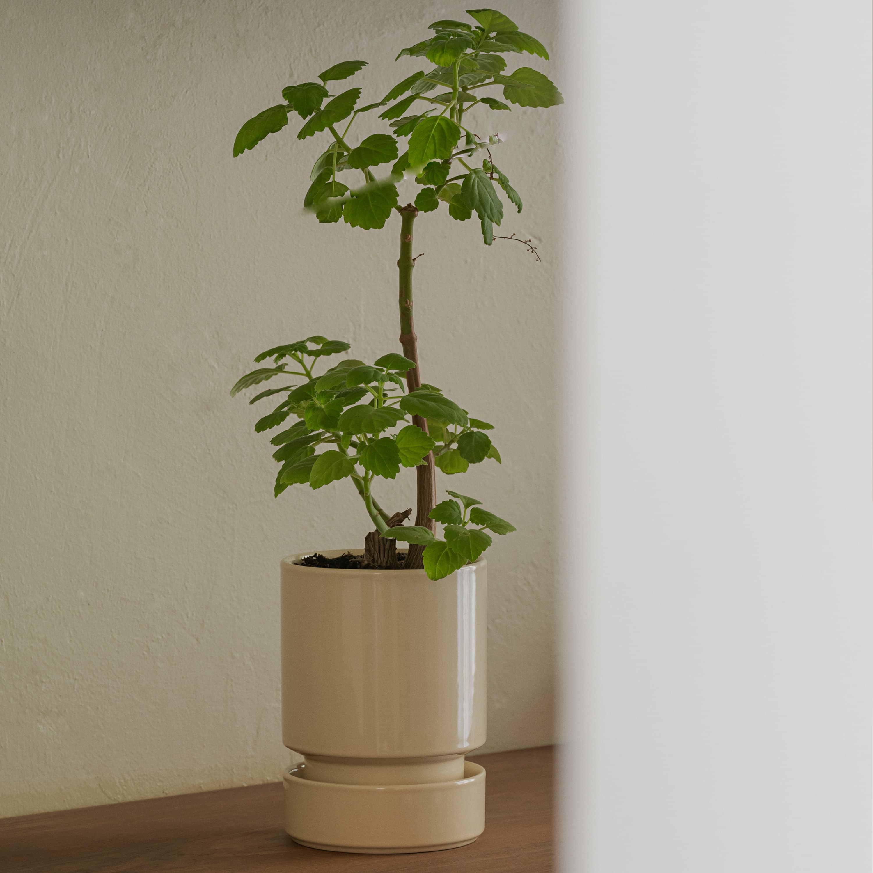 Hoff‑ruukku aluslautasella lasitettu Sandstone Ø14