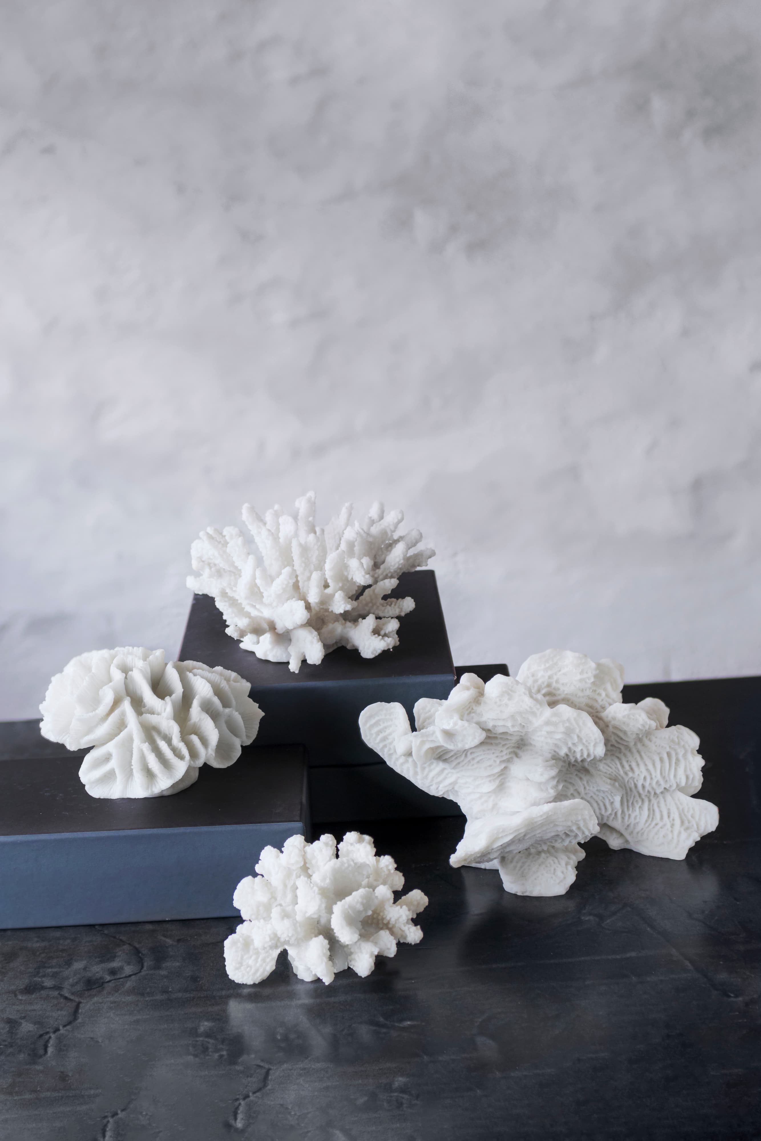Coral Fan Dekoraatio Valkoinen