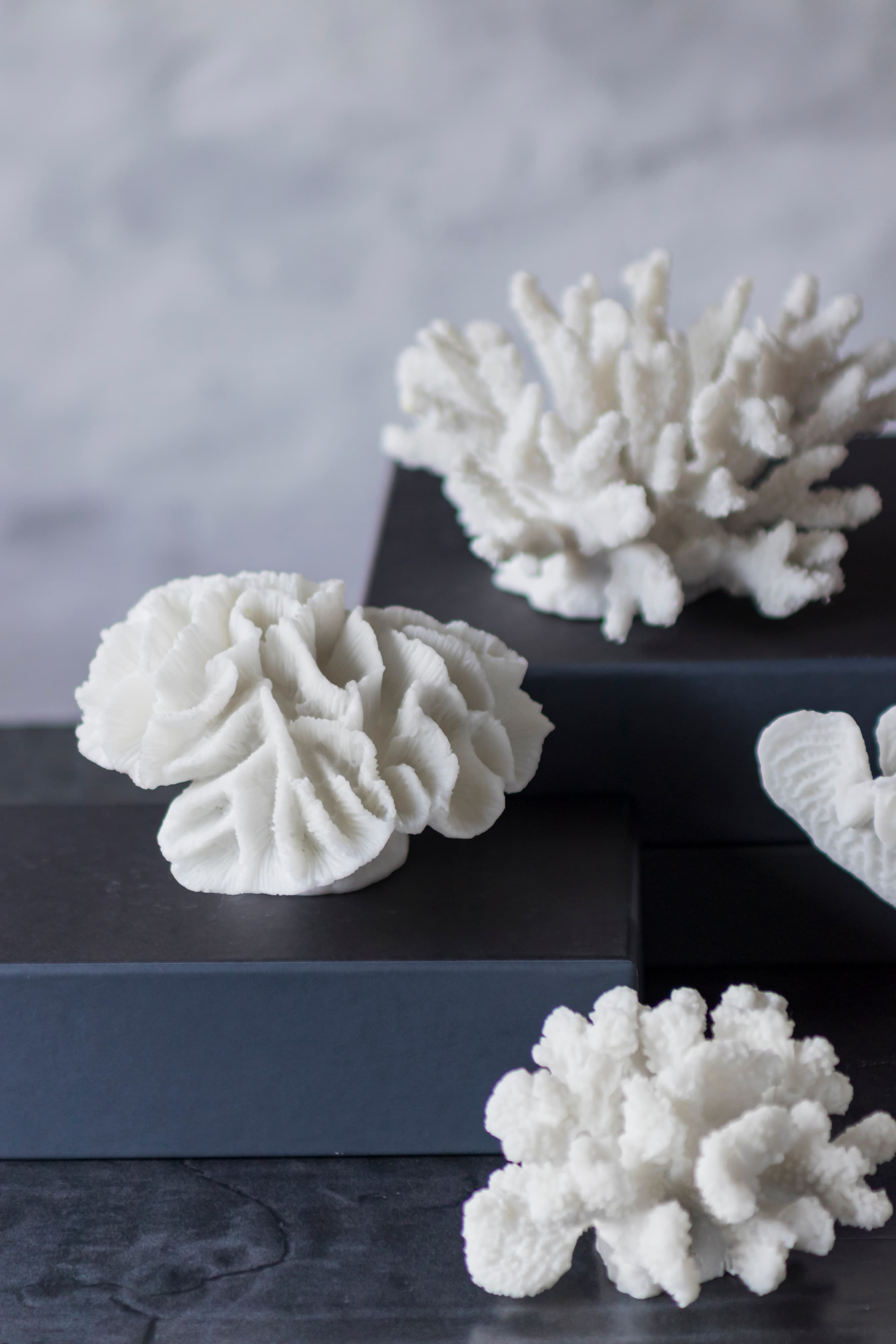Coral Gills Dekoraatio Valkoinen