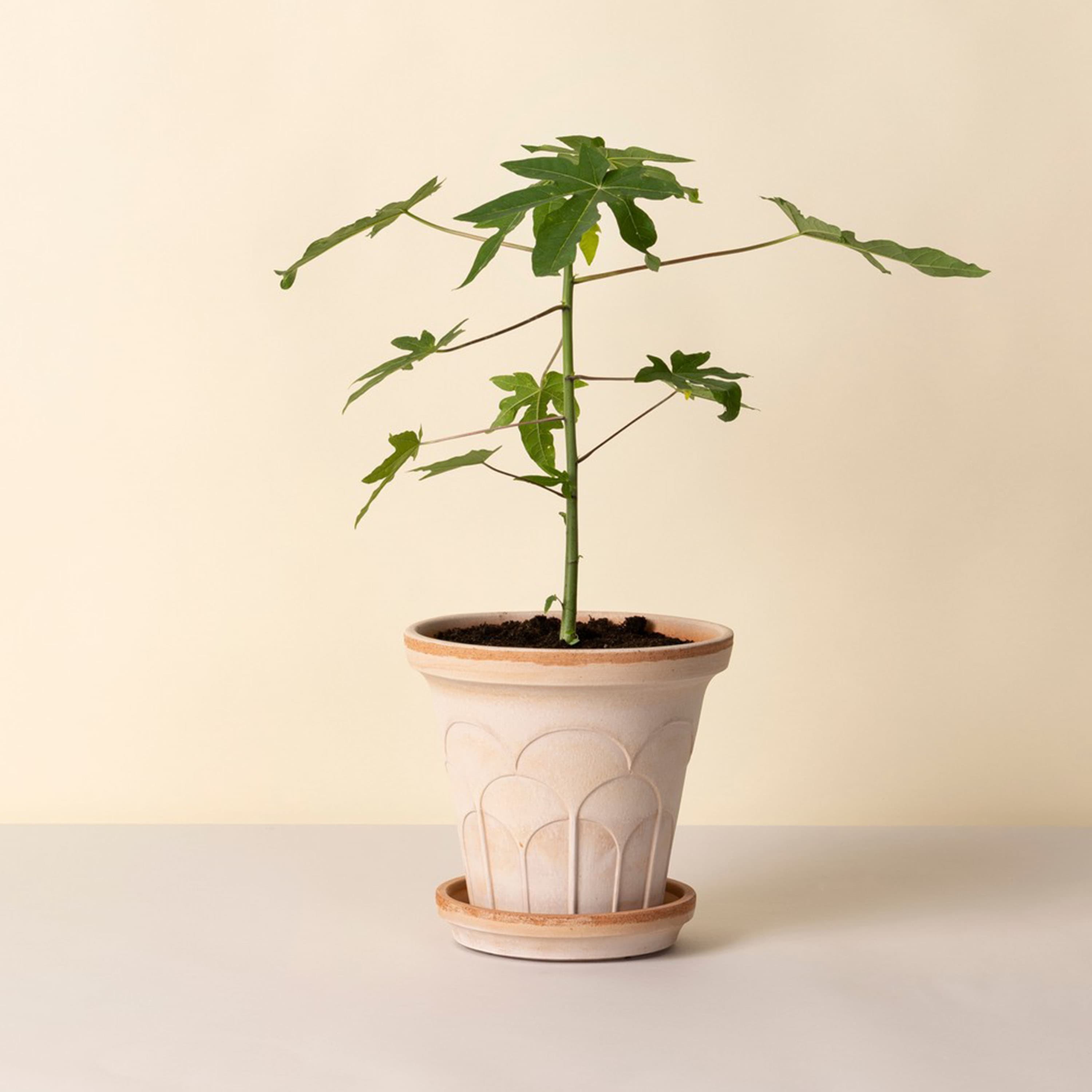 Fleur Ruukku aluslautasella Raw Rosa Ø21