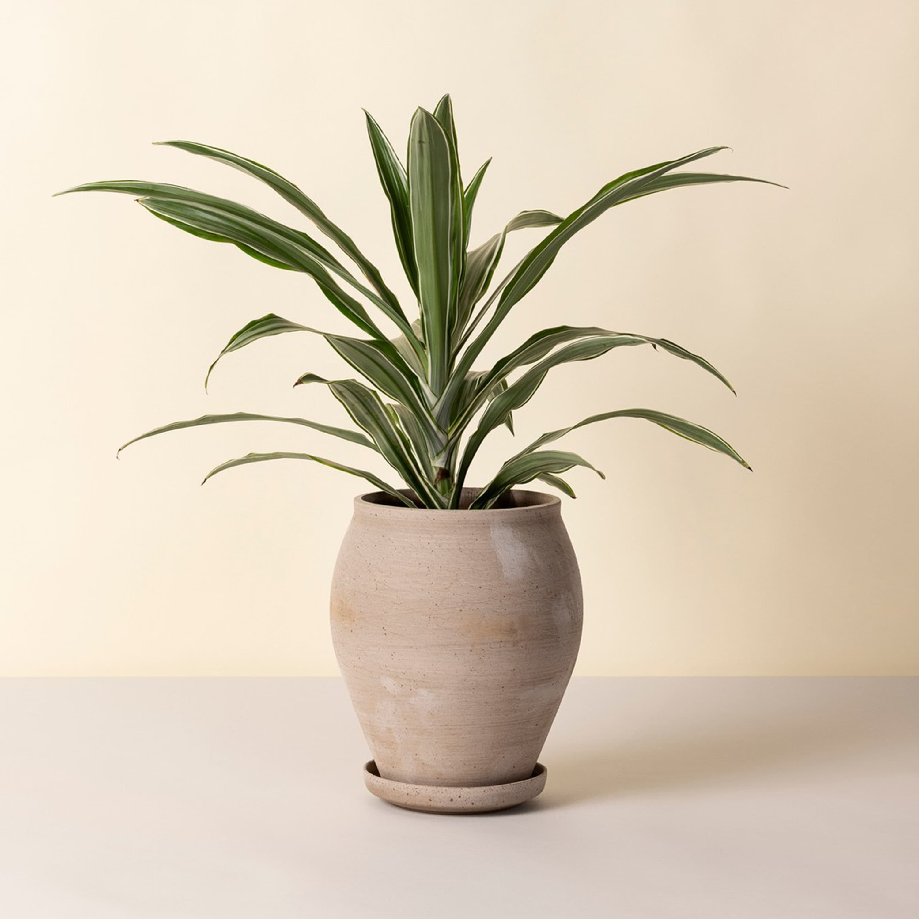 Delphi Ruukku aluslautasella Raw Grey Ø22