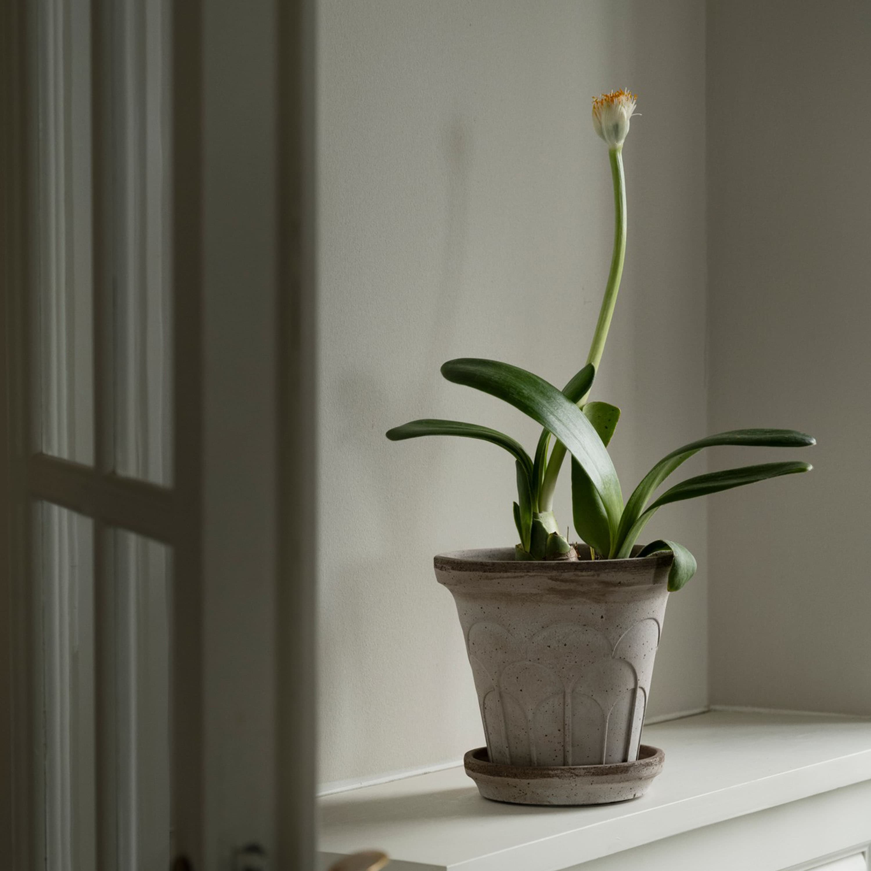 Fleur Ruukku aluslautasella Raw Grey Ø18